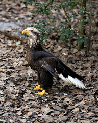 Bald Eagle stock photo. Bald Eagle Juvenile bird close-up profile view displaying feathers, beak, white tail, in its surrounding and environment with foliage background. mage. Portrait. Picture.