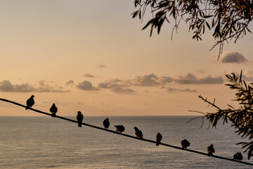Doves sit in a row on a wire over the background of the sea and the sunset sky with clouds.