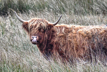 highland cow with horns cheeky