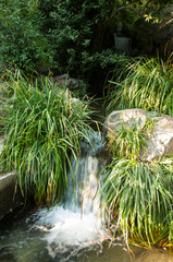The stream flowing through dense thickets of green grass. Small waterfall splashing from under the trees to the sunlight.