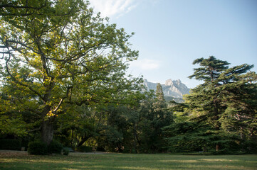Chestnut tree and coniferous trees on the background of Ai-Petri mountain. View of Ai-Petri rock from the park of the Vorontsov Palace.