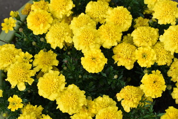 Top view of yellow marigold flowers, UK