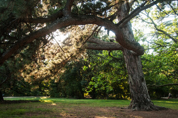 Sunlight passing through the foliage of a huge coniferous tree. Beautiful pine tree in the park of the Vorontsov Palace.