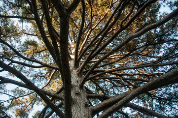 Crown of a huge coniferous tree against the blue sky. Beautiful pine tree in the park of the Vorontsov Palace.