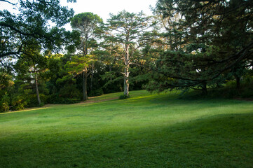 Different coniferous trees on a green lawn in the park of the Vorontsov Palace.