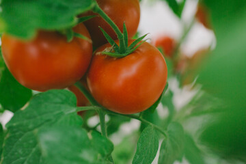 Tomatoes growing in greenhouse