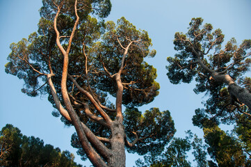 Crowns of a huge coniferous trees against the blue sky. Beautiful stone pines in the park of the...