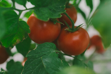 Tomatoes growing in greenhouse