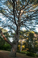 Crown of a huge coniferous tree against the blue sky. Beautiful pine tree in the park of the Vorontsov Palace.