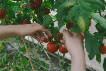 Genetically modified foods or GMO food, genetic improvement of produce and dna manipulation...