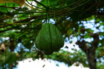 The scientific name of chayote or jipan Sechium edule is a plant from the Cucurbitaceae tribe that can be eaten with its fruit and young shoots.