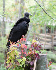 Black Vulture Stock Photos.  Black Vulture close up perched on a tree trunk with a blur background, displaying black feather plumage in its environment and habitat.