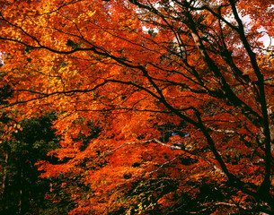 紅葉