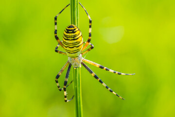 Pająk Tygrzyk paskowany Argiope bruennichi