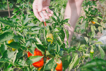 Genetically modified foods or GMO food, genetic improvement of produce and dna manipulation...