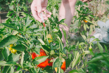 Genetically modified foods or GMO food, genetic improvement of produce and dna manipulation conceptual idea with farmer injecting pharmaceutical substance with syringe in lab background