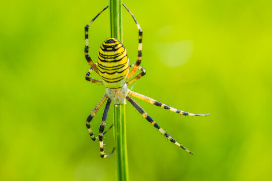 Pająk Tygrzyk paskowany Argiope bruennichi