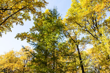 crowns of yellow oaks and green larch in city park on sunny autumn day