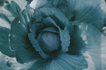 Obraz premium Close-up of a bed of cabbage with blue and green leaves in a vegetable garden, grown in autumn harvest of fresh veggie vegetable for winter harvesting and pickles. Background for a pest exterminator
