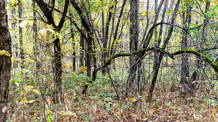 panoramic view of black tree trunks in overgrown city park covered by fallen leaves on autumn day