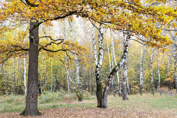 oak and birches on clearing covered by fallen leaves in city park on autumn day