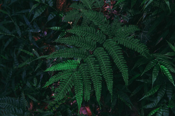 Fototapeta na wymiar Green tree leaf of fern in the forest.