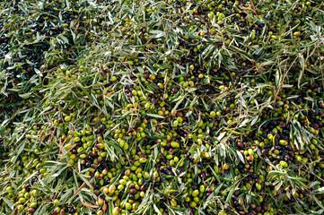 Lucera, Foggia district, Apulia, Apulia, Italy, Europe, Coratina, olive tree typical of Puglia