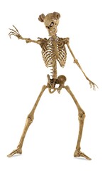 Cursed Skeleton