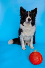 Sitting Border Collie with Orange Pumpkin Isolated on Blue Background. Portrait of Adorable Black and White Domestic Dog.