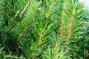 Detail of fresh spruce fir tree branches with young green needles and cones