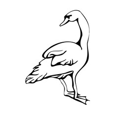 Vector single silhouettes of a Swan isolated on a white background. Full-length swans icon. Vector illustration in black and white sketch style.  decorative birds. hand-drawn