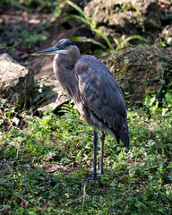 Blue Heron Stock Photos. Close-up profile view standing on green foliage with a moss and rocks background and foliage, displaying blue feathers plumage, in its environment and habitat. Image. 