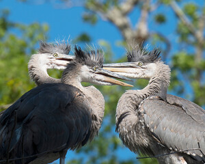 Blue Heron stock photo. Herons close-up profile view on the nest, displaying their blue plumage feathers, wings, beak, with a blue sky blur background in their environment and habitat. 
