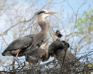 Blue Heron stock photo. Blue Heron with babies close-up profile view on the nest, displaying their blue plumage feathers, with a blur sky background. Picture. Image. Portrait.