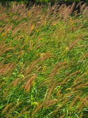 秋の野原に茂るチカラシバ