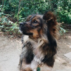 Cute Dog-Lovely Puppy
