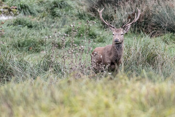Portrait of Red deer male (Cervus elaphus)