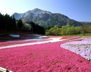 芝桜の丘