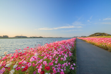 コスモス　水巻町コスモス園　福岡県水巻町　Cosmos Mizumaki town Cosmos garden...