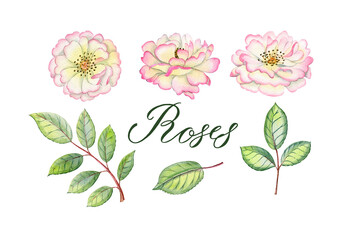Watercolor hand drawn pink roses set with leaves and branches. Can be used as print, postcard, invitation, greeting card, packaging design, sticker, label, textile, element design.