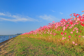 コスモス　水巻町コスモス園　福岡県水巻町　Cosmos Mizumaki town Cosmos garden Fukuokaken Mizumaki town