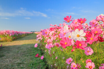 コスモス　水巻町コスモス園　福岡県水巻町　Cosmos Mizumaki town Cosmos garden...