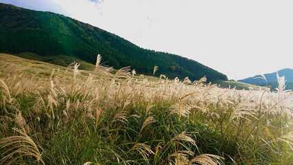 箱根　仙石原　秋のMiscanthus草原