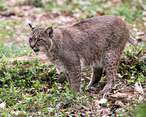 Bobcat  Stock Photos. Bobcat  close up profile view displaying head, ears, eyes, nose, mouth, whisker, paws, brown fur in its environment and habitat. Picture. Image. Portrait. 