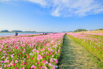 コスモス　水巻町コスモス園　福岡県水巻町　Cosmos Mizumaki town Cosmos garden Fukuokaken Mizumaki town © M・H