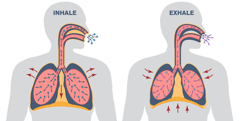Infographics of breathing cycle, inspiration and expiration, gas exchange, visualisation of lung voulme during inhale and exhale, work of diaphragm - obrazy, fototapety, plakaty