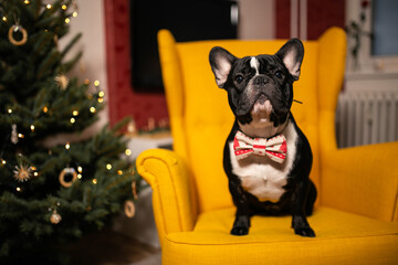 French bulldog waiting for presents. Christmas with a dog.