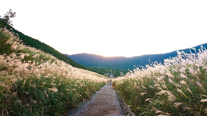 箱根　仙石原　秋のMiscanthus草原