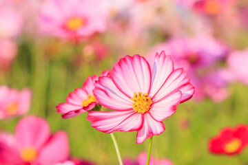 コスモス（マクロ）　水巻町コスモス園　福岡県水巻町　Cosmos (Macro) Mizumaki town Cosmos garden Fukuokaken Mizumaki town