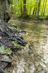 Tree roots in calm floating creek with clear water and rocks as adventure hiking trail over a flat little brook in the woods as adventure tour for tourism with environmental health